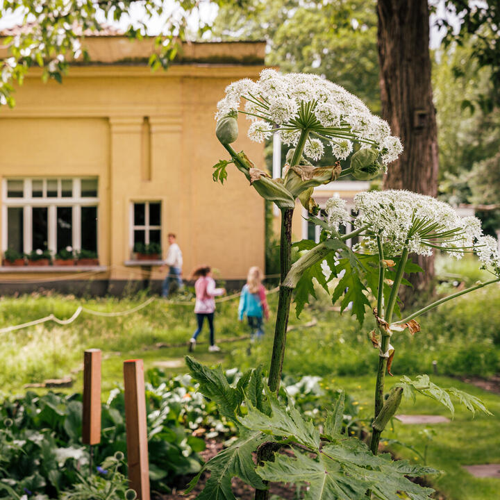 De plantentuin van Kina