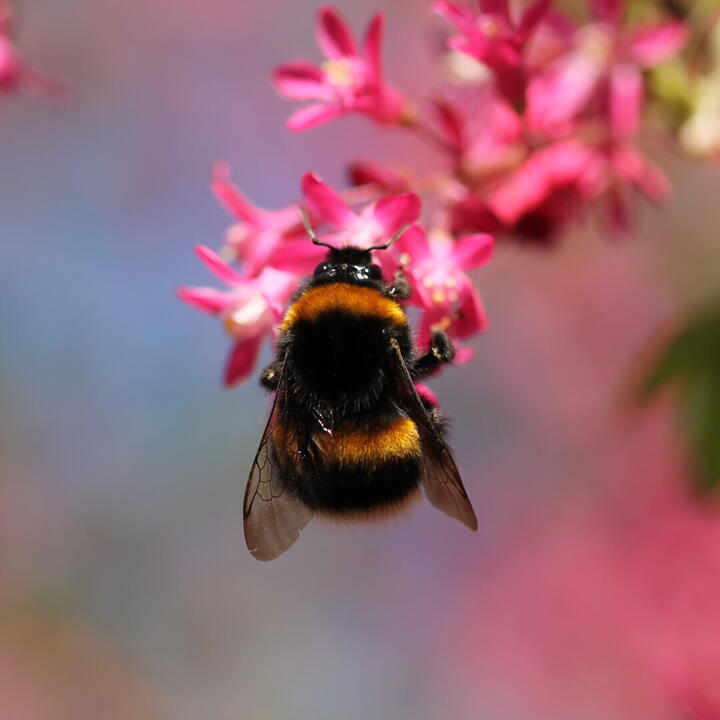 Hommel