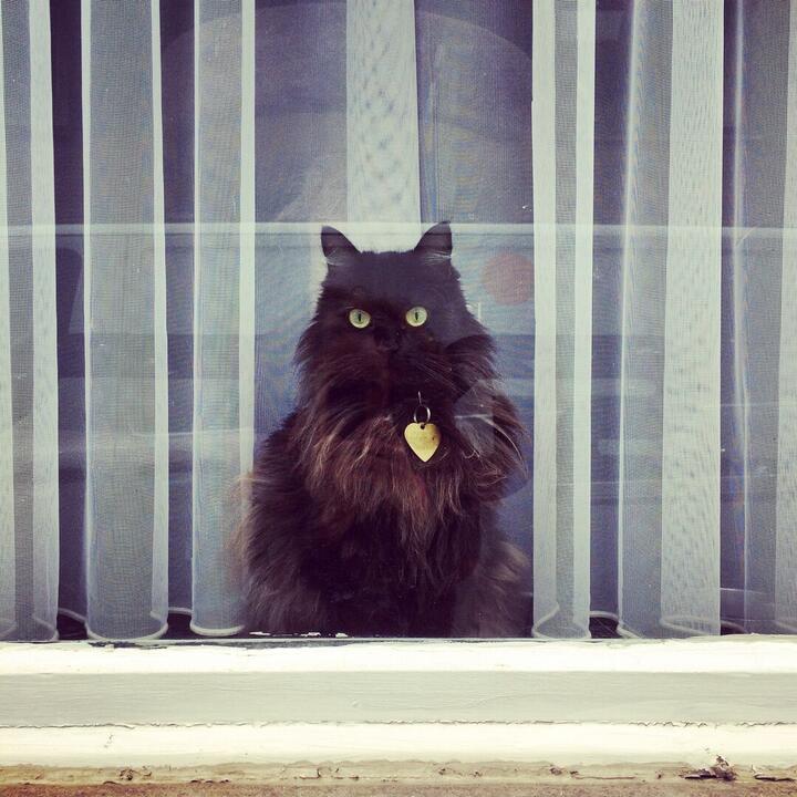 Raampoes Gentbrugge