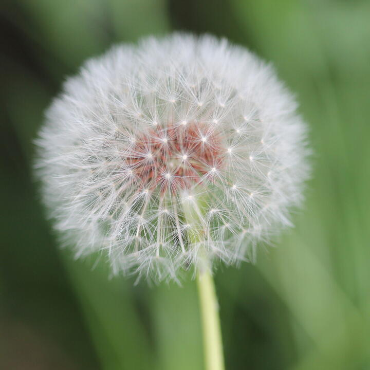 Paardenbloem