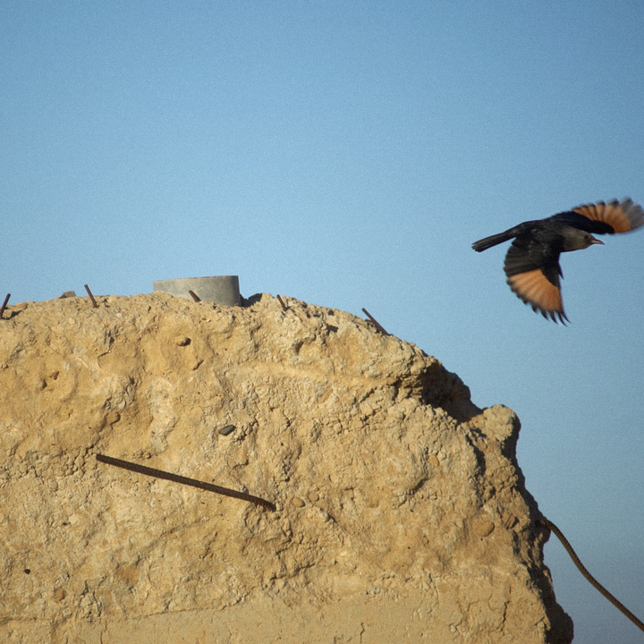 Tristram's Starling on a ruin near the Dead Sea