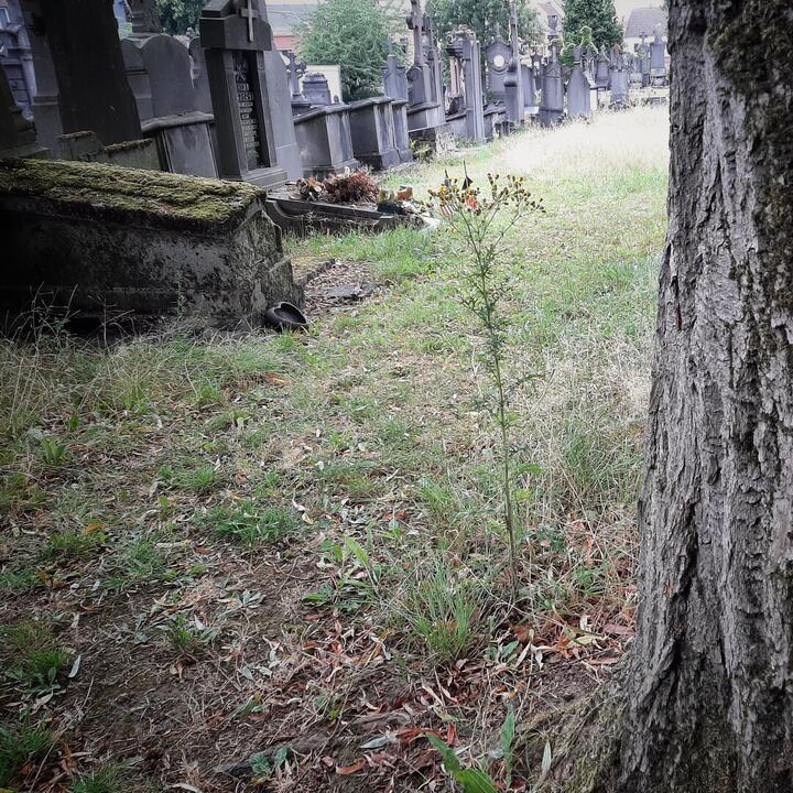 Campo Santo Springlevend