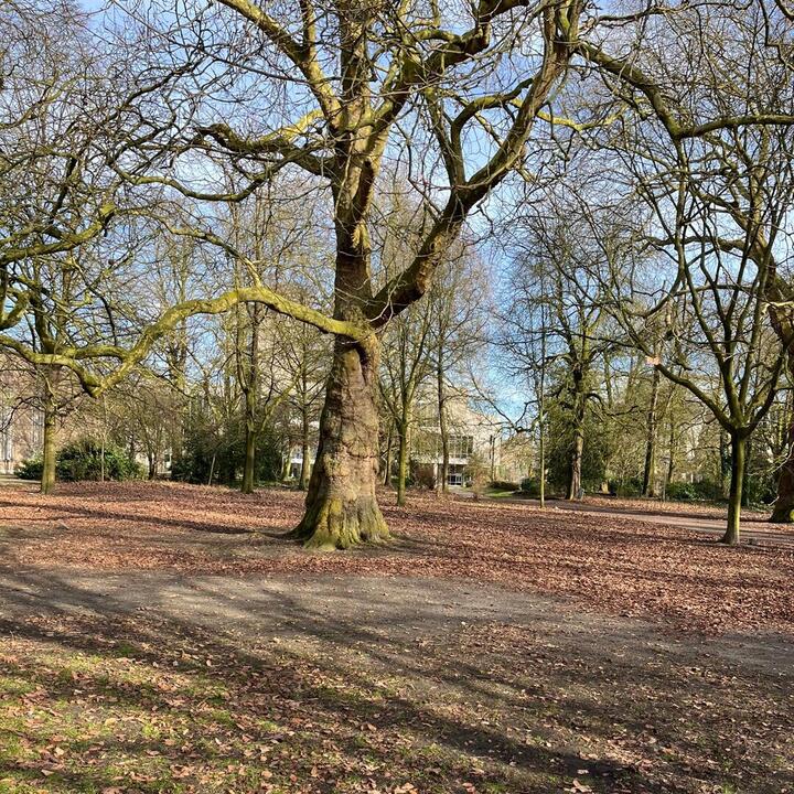 schitterende oude boom in het Citadelpark